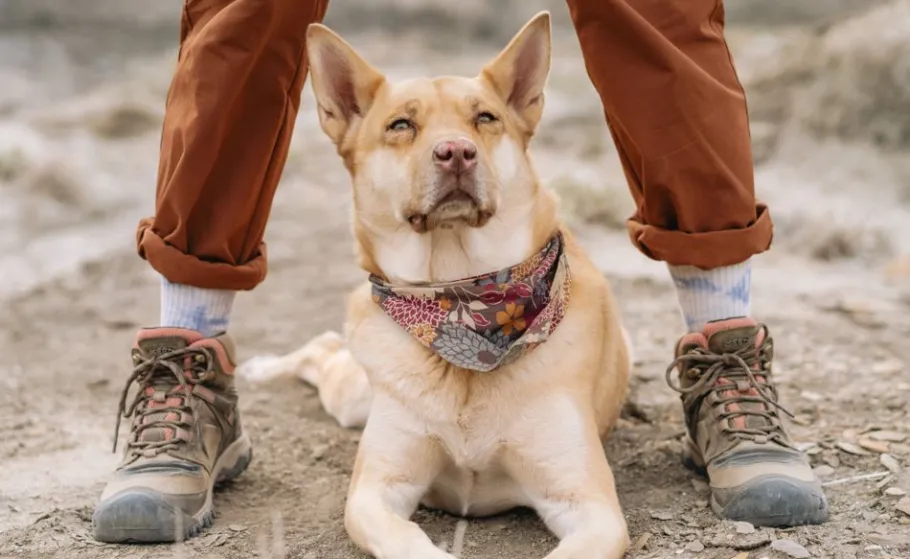 Women KEEN Boots<Women'S Ridge Flex Waterproof Boot | Timberwolf/Brick Dust